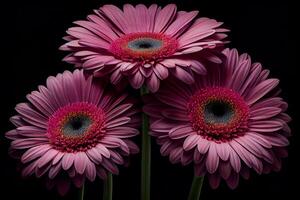 gerbera flor después lluvia con un negro antecedentes. ai generativo ilustración foto