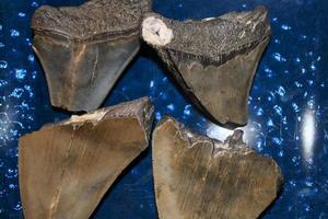 Megalodon Sharks Teeth Collection photo