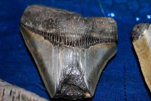 megalodon tiburones dientes colección foto