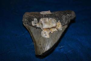 Megalodon Sharks Teeth Collection photo