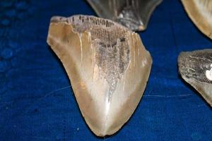megalodon tiburones dientes colección foto