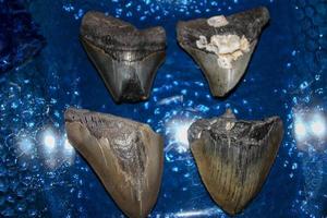 megalodon tiburones dientes colección foto