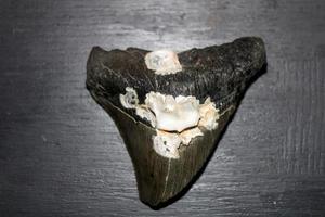 megalodon tiburones dientes colección foto