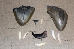 Megalodon Sharks Teeth Collection photo