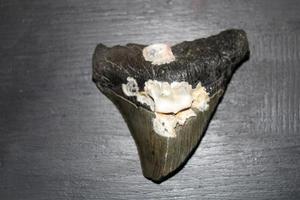 Megalodon Sharks Teeth Collection photo