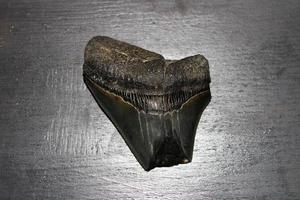 megalodon tiburones dientes colección foto