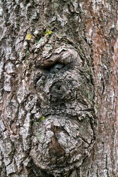 forest cyclops manifested itself on the bark of an old huge tree, background photo