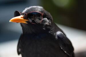 A blackbird wearing sunglasses created with technology. photo