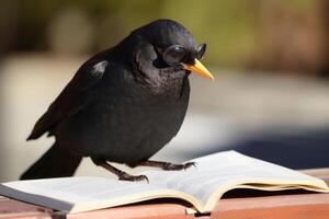 A blackbird wearing sunglasses and reading a book created with technology. photo