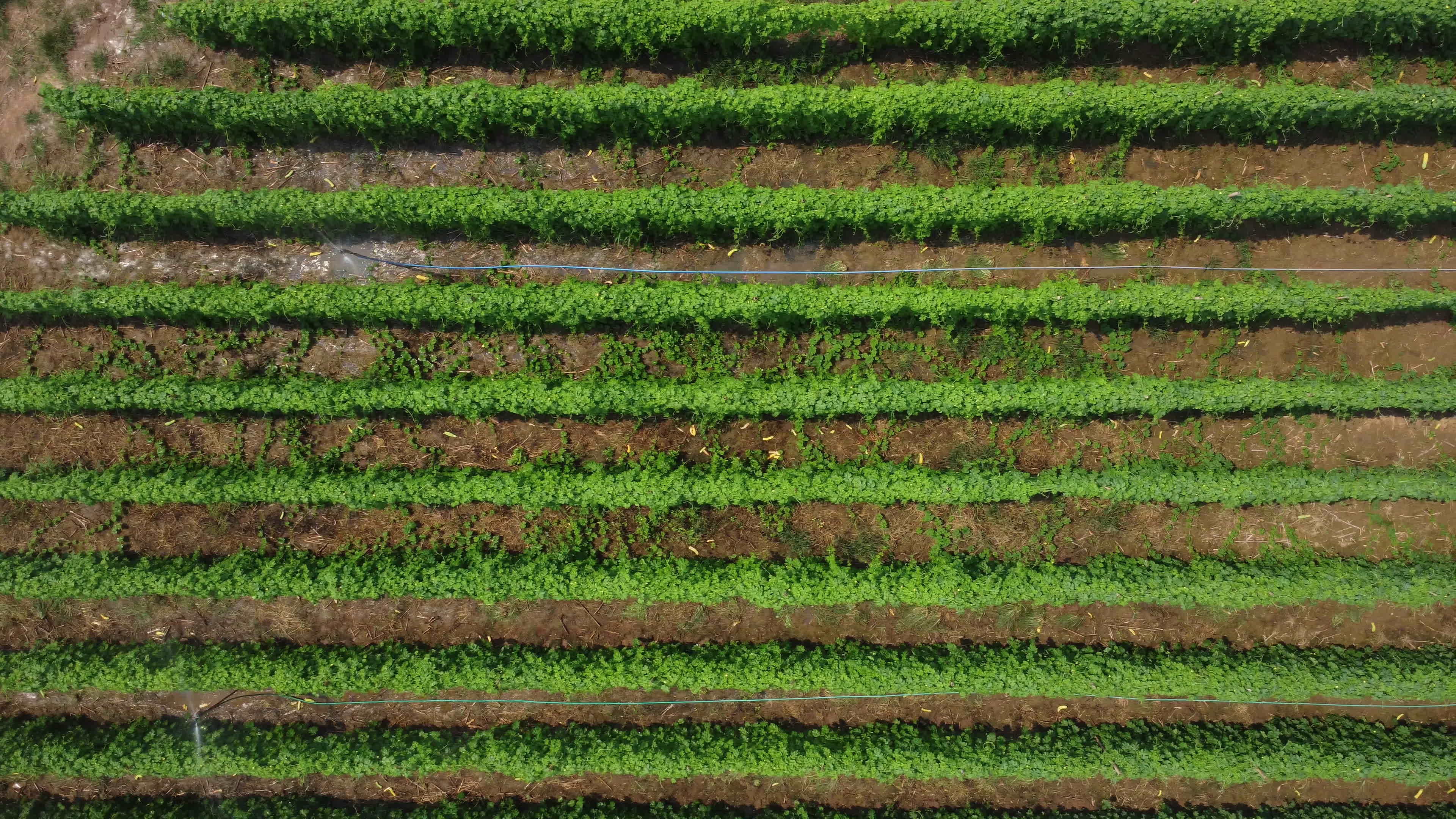 Aerial view of green corn field in summer. Top view of green cultivated