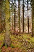 View over a magical deciduous and pine forest with ancient aged trees covered with moss, Germany, at warm sunset Spring evening photo