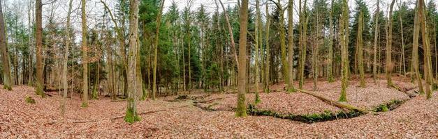 Panoramic view over a magical mixed pinewood, pine forest with ancient aged trees covered with fallen leaves, Germany, at warm sunset Spring evening photo