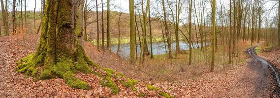 Panoramic view over a forest track in magical deciduous and pine forest with ancient aged trees covered with moss and riverside, Germany, at warm sunset Spring evening photo