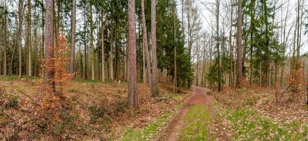 Panoramic view over a forest track in magical deciduous and pine forest with ancient aged trees covered with moss, Germany, at warm sunset Spring evening photo