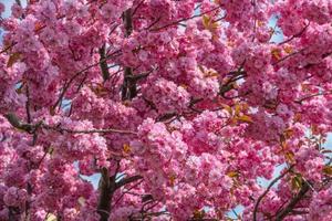 Beautiful pink and rosy decorative cherry tree blossoms. Concept Spring, renewal and happiness. photo