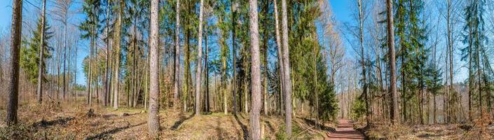 Panoramic view over magical deciduous forest, rocky granite hills landscape at riverside of Zschopau river near Mittweida town, Saxony, Germany, at warm sunset and blue Spring sky. photo