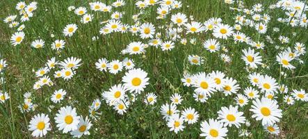 Panoramic view of white and yellow blossoming daisies, marguerite chamomile flowers in meadow fields at Spring closeup, details. photo