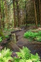 Cover page with magical pine trees forest with fern at riverside of Zschopau river near Mittweida town, Saxony, Germany. photo