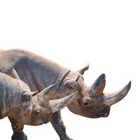 Two huge and old African rhinos with big horns isolated at white background. Concept biodiversity and wildlife conservation in Africa. photo