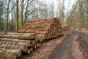 Big piles of pine and beech tree trunks stocked at the forest border near a road after logging, Germany photo