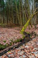 View over a magical deciduous and pine forest with ancient aged trees covered with moss, Germany, at warm sunset Spring evening photo