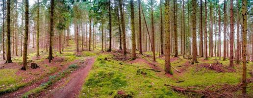 Panoramic view over a magical pinewood, pine forest with ancient aged trees covered with moss and mossed forest bed, Germany, at warm sunset Spring evening photo
