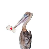 Big pelican holding in his beak a love letter isolated at white background. Concept of love, dating and glamour. photo