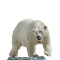 Big polar bear standing at small iceberg chunk isolated at white background. Concept biodiversity, wildlife conservation and global warming. photo