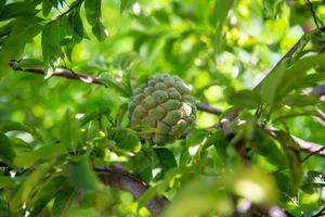 Chirimoya or Cherimoya Tree photo