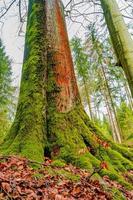 View over a magical deciduous and pine forest with ancient aged trees covered with moss, Germany, at warm sunset Spring evening photo