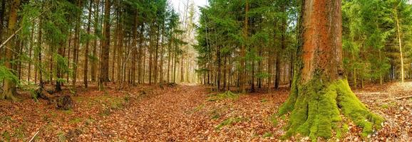 Panoramic view over a forest track in magical deciduous and pine forest with ancient aged trees covered with moss, Germany, at warm sunset Spring evening photo