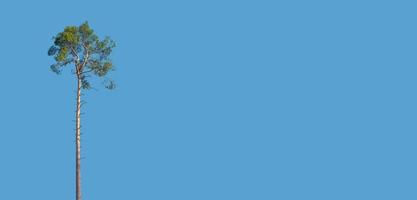 Banner with single solitary pine tree growing at blue sky solid background with copy space. Concept of deforestation and wood industry. photo