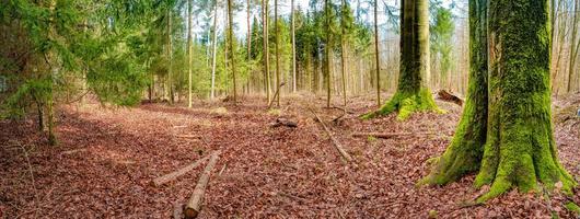 Panoramic view over a forest track in magical deciduous and pine forest with ancient aged trees covered with moss, Germany, at warm sunset Spring evening photo