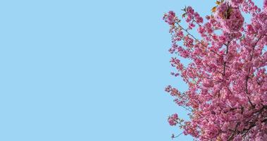 Banner with gorgeous pink and rosy cherry blossoms at blue sky solid background with copy space. Concept Spring, renewal and happiness. photo