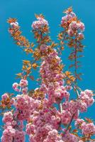 Cover page with gorgeous pink and rosy japanese cherry blossoms at blue sky. Concept Spring, renewal and happiness. photo