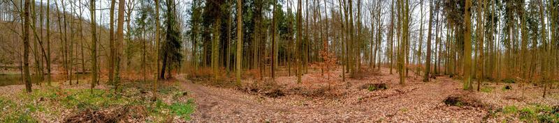 panorámico ver terminado un mágico mezclado pinar a orilla, pino bosque con antiguo Envejecido arboles cubierto con caído hojas, Alemania, a calentar puesta de sol primavera noche foto