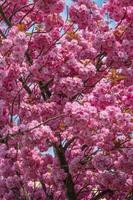 Cover page with gorgeous pink and rosy cherry blossoms. Concept Spring, renewal and happiness. photo