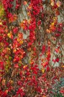 Cover page with beautiful colorful red, orange, green and pink vine leaves like epiphyte plants and lianas attached to the stone wall in Autumn as a background. photo