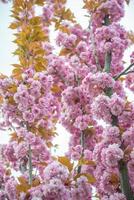 Cover page with gorgeous pink and rosy cherry blossoms. Concept Spring, renewal and happiness. photo