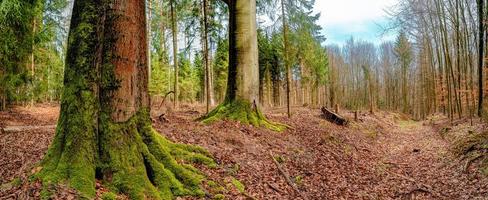 Panoramic view over a forest track in magical deciduous and pine forest with ancient aged trees covered with moss, Germany, at warm sunset Spring evening photo