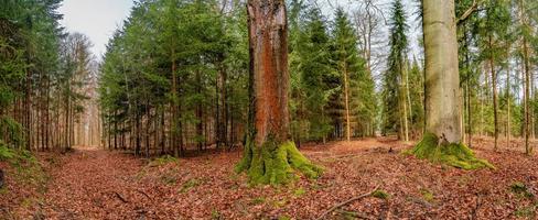 Panoramic view over a forest track in magical deciduous and pine forest with ancient aged trees covered with moss, Germany, at warm sunset Spring evening photo