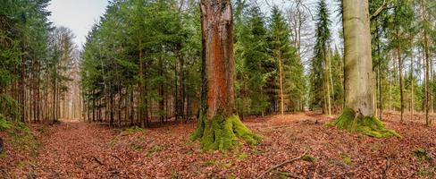 panorámico ver terminado un bosque pista en mágico caduco y pino bosque con antiguo Envejecido arboles cubierto con musgo, Alemania, a calentar puesta de sol primavera noche foto