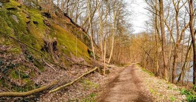 Panoramic view over a forest track in magical deciduous and pine forest with ancient aged trees covered with moss and riverside, Germany, at warm sunset Spring evening photo