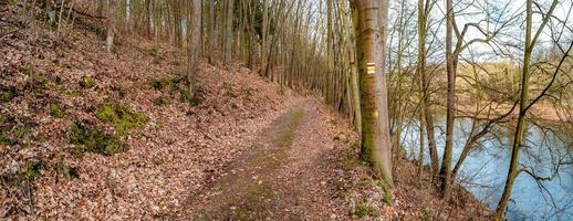 Panoramic view over a forest track in magical deciduous and pine forest with ancient aged trees covered with moss and riverside, Germany, at warm sunset Spring evening photo