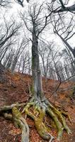 antiguo Envejecido haya árbol con salió a la superficie cubierto de musgo raíces a orilla, Alemania, a calentar puesta de sol primavera noche. vertical panorama. foto