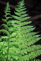 cubrir página con mágico verde helecho hoja en el salvaje bosque, de cerca, detalles. foto