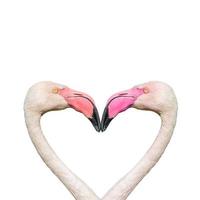 Two rosy flamingos forming a heart shape with their heads and necks isolated at white background. Concept of love, glamour and dating. photo