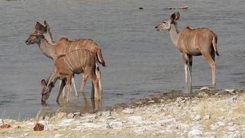 Kudu Antilopen trinken beim ein Wasserloch im Etosha National Park Namibia video