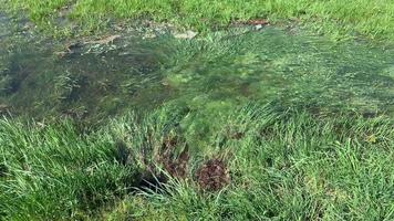 When two streams meet. Marshland Upper Rhine Valley video