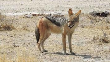 chacal dans le vaste savane video